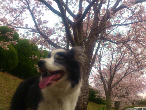 桜と一緒